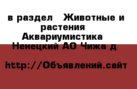  в раздел : Животные и растения » Аквариумистика . Ненецкий АО,Чижа д.